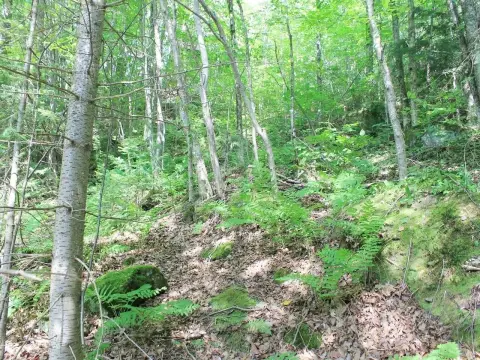 Wooded Recreation Land Parcel