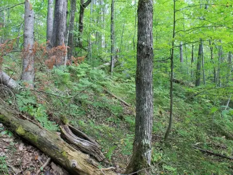 Wooded Resort Home Site Land