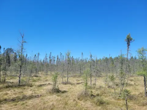 Wooded Hunting Land with Frontage