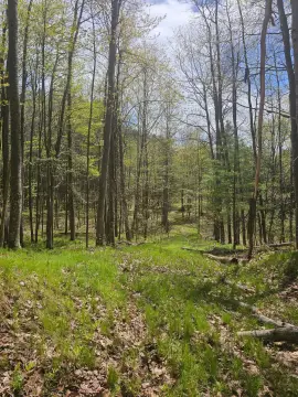 Wooded Land Near Waubee Lake