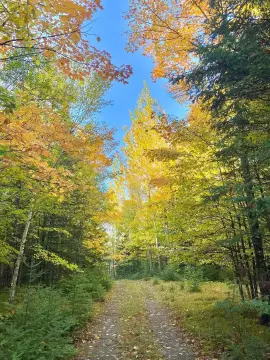 Mercer, WI Wooded Land Parcel