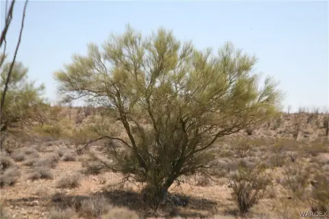 Land with Mountain Views in Yucca