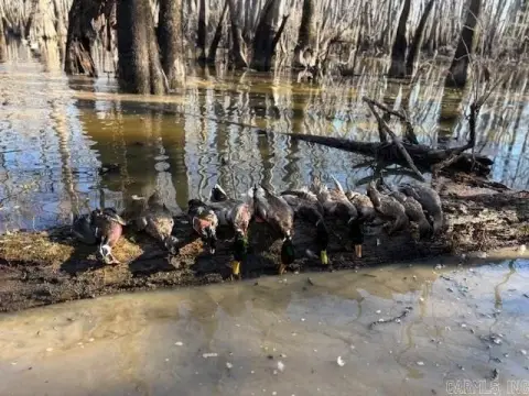Hunting Land with Creek Access