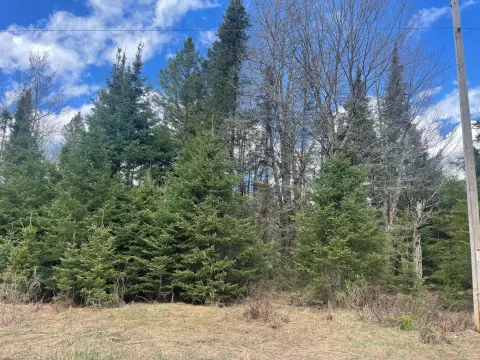 Wooded Land Parcel in Butternut, WI