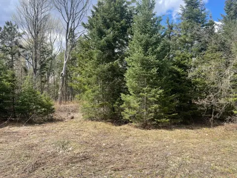 Wooded Land Parcel in Butternut, WI