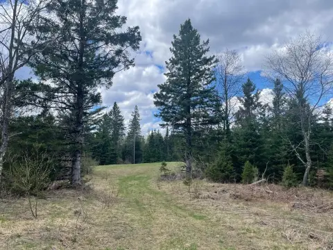 Wooded Land Parcel Near Butternut