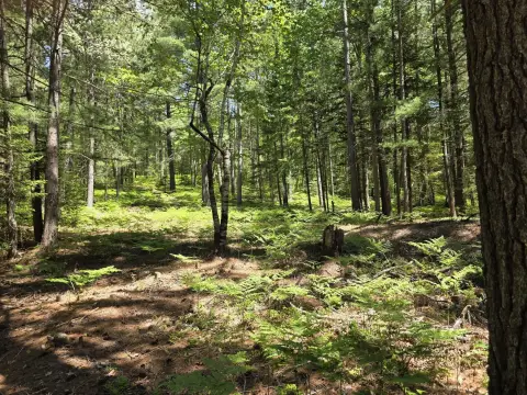 Recreational Hunting Land Parcel