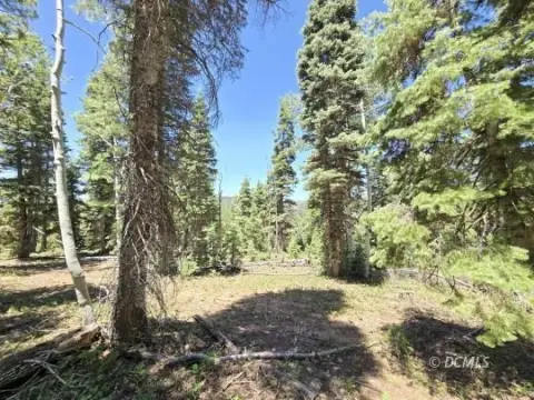 Residential Lot Near National Forest