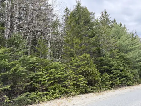 Gouldsboro Wooded Acreage Near Coast