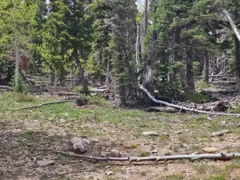 Half-Acre Lot Near Navajo Lake