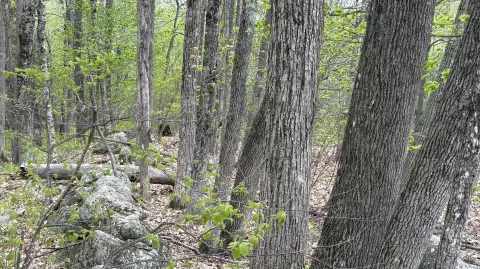 Maine Wooded Parcel For Sale