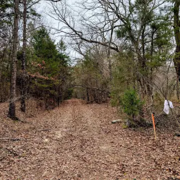 Wooded Hunting Land With Cabin