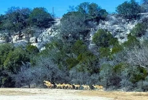 Scenic Hill Country Land