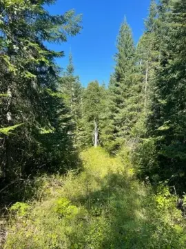 Forestry Recreational Hunting Land