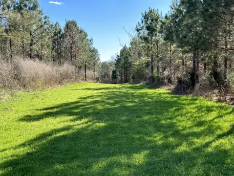 27-Acre Timberland in Millport, AL