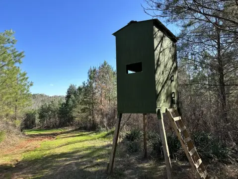 75 Acre Planted Pine Land
