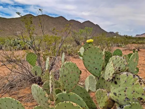 Remote Land Near Terlingua Ranch