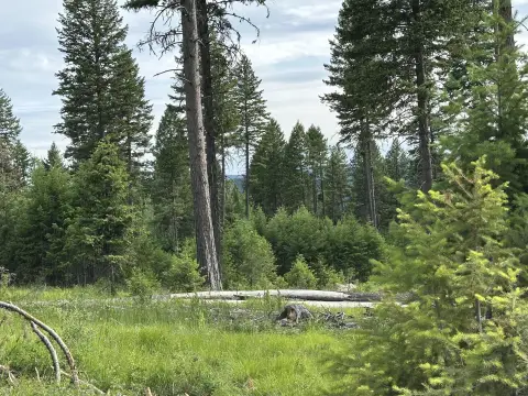 Recreation Land with Forest Access