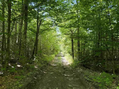 Wooded Recreational Land Parcel
