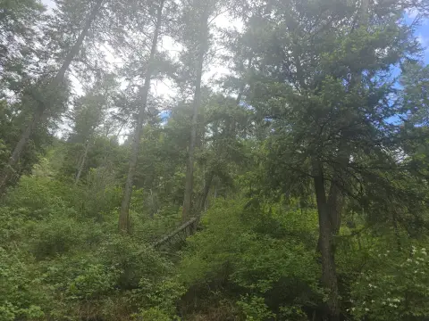 Forestry Timber Recreation Land