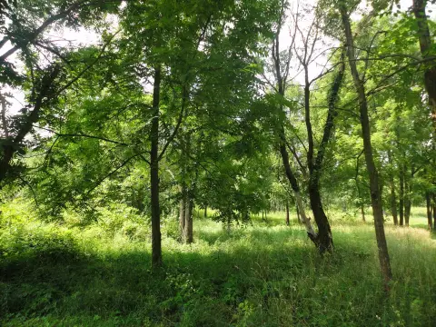 Wooded Lot Near South Haven