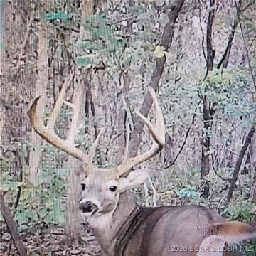 Roach, MO Land for Sale