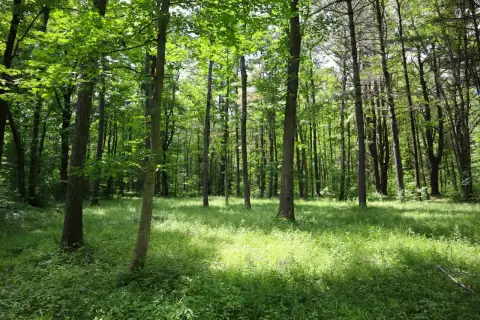Glenville Vacant Wooded Land