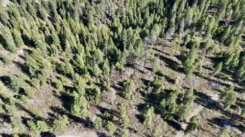 Timbered Hunting Land with Creek