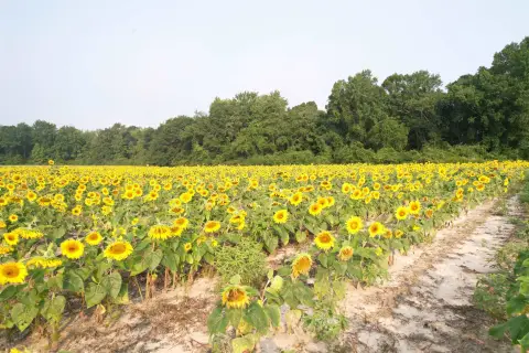 Hunting Land with Open Field