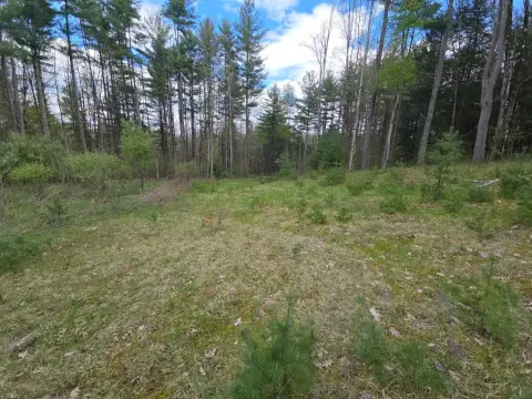 Wooded Hunting and Recreation Land
