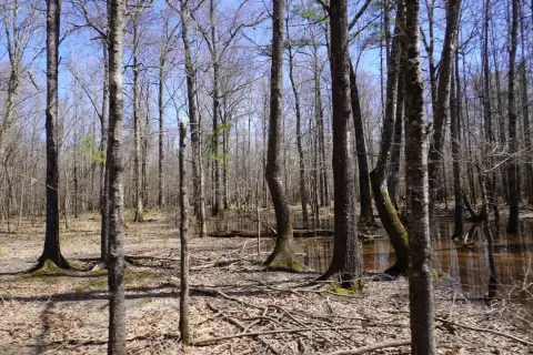 503 Acres Hunting Land Investment