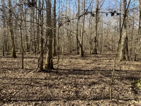 422 Acres Hunting Land Investment