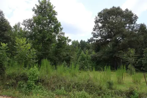 Wooded Farmland Tract with Road Frontage