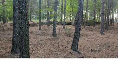 Wooded Lot in Jasper Highlands