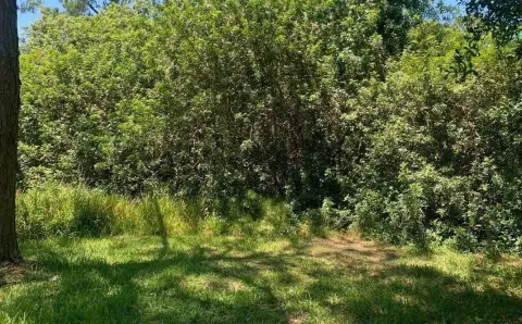 Wooded Homesite in Avon Park