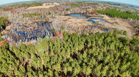 Timberland Hunting Tract with Marsh Access