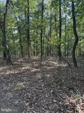 Wooded Land Near Winchester, VA