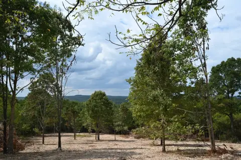 30 Acres Vacant Land, Ava