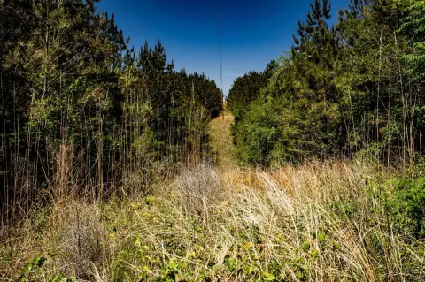 Acreage Near Fulton, MS