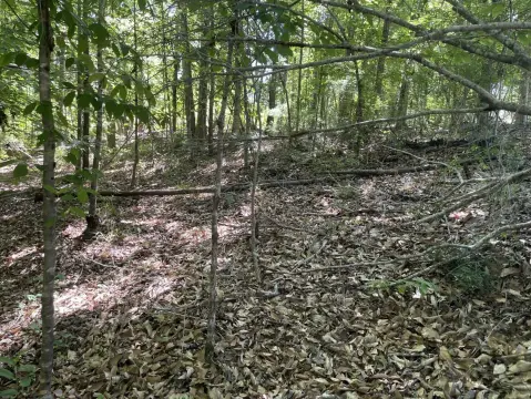 Recreational Land Near Butler, AL