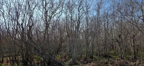 Wooded Acreage in Rockport, Texas