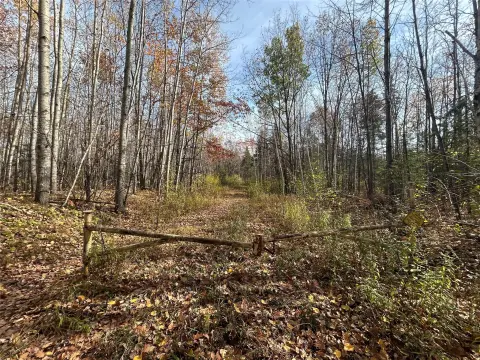 Managed Forestland with Internal Roads
