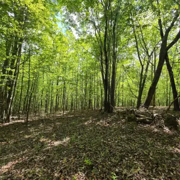 Wooded Recreational Acreage Tract