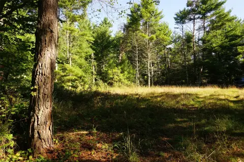 Wooded Recreation Land with Creek Frontage