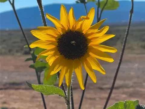 Taos Land for Development