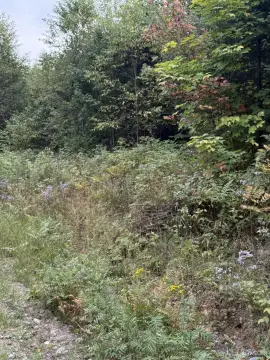 Wooded Hunting Land
