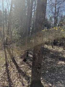 Wooded Hunting Land
