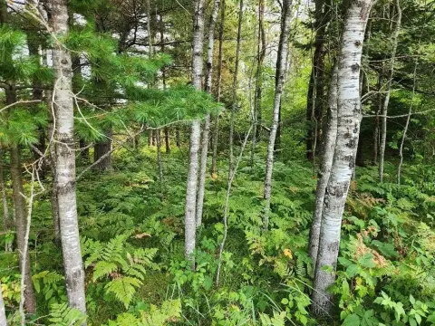Lakefront Land Parcel