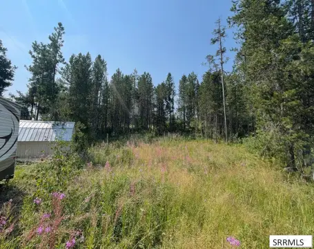 Commercial Land with Mature Trees