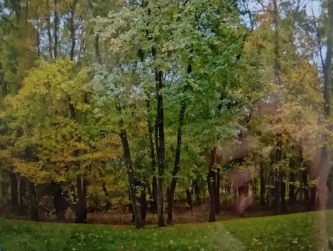 5+ Acre Wooded Building Lot